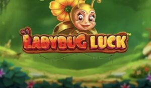 Ladybug Luck